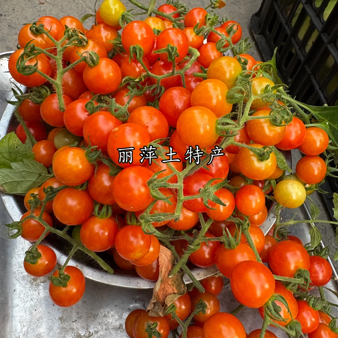 顺丰送货上门湘西高山小酱果小西红柿小番茄