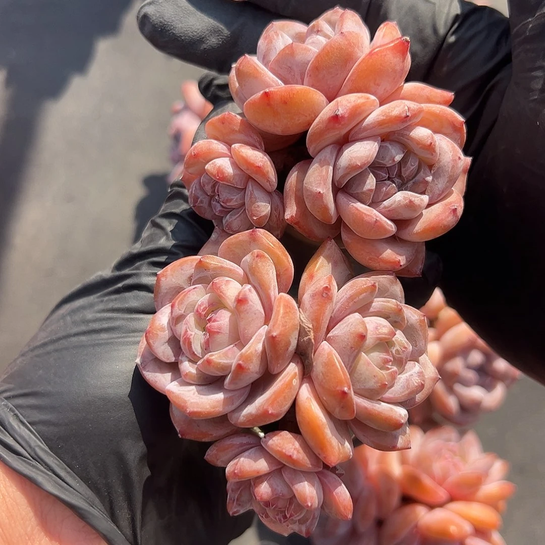 冰***冰俩个星影三头带盆1748