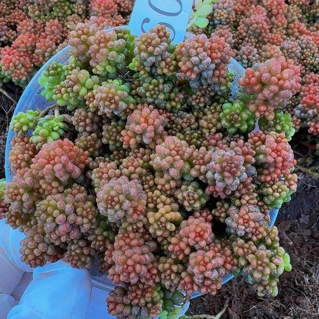 多肉植物多肉植物60