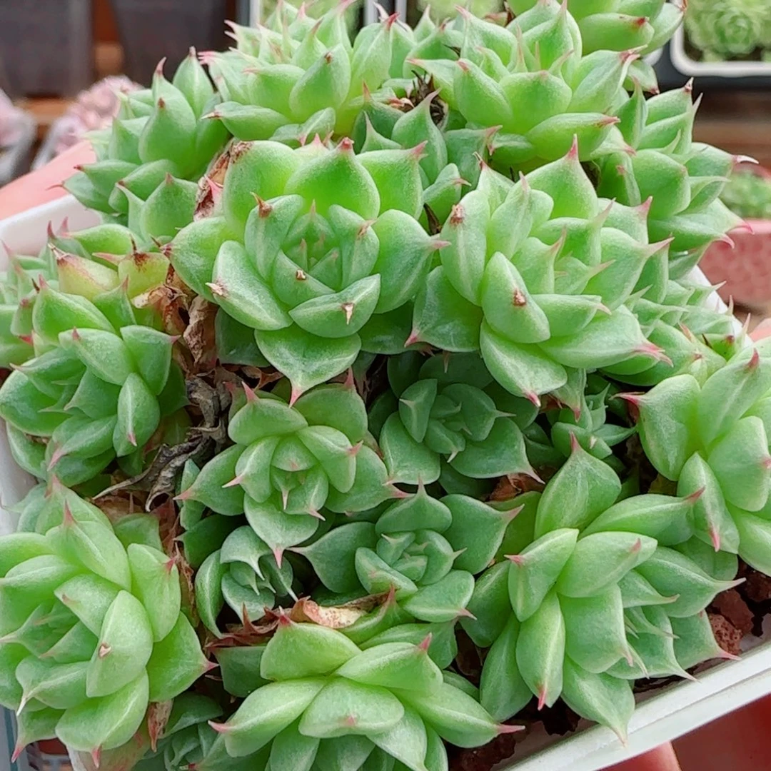 花语逸镜0924-04麦秆不包整