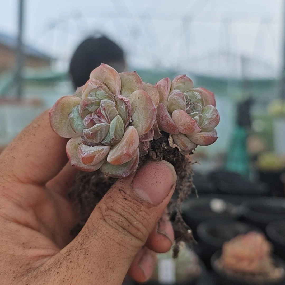 香***版锦梦，一物一拍002