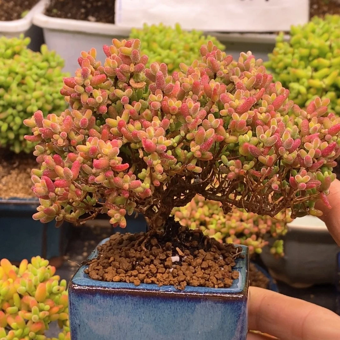 涟*100蜜糖球带盆。