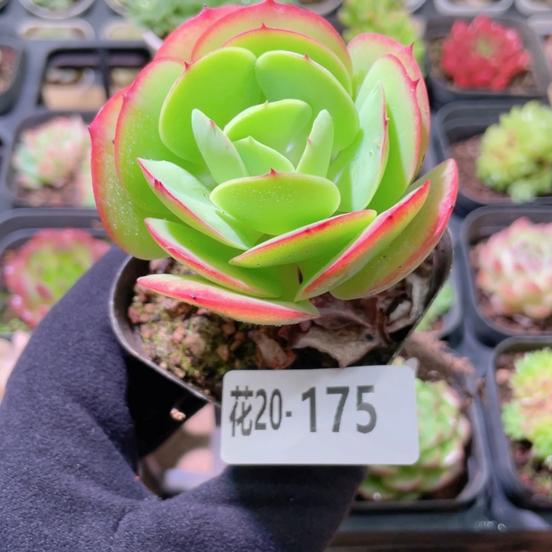 花利美20-175桃花石