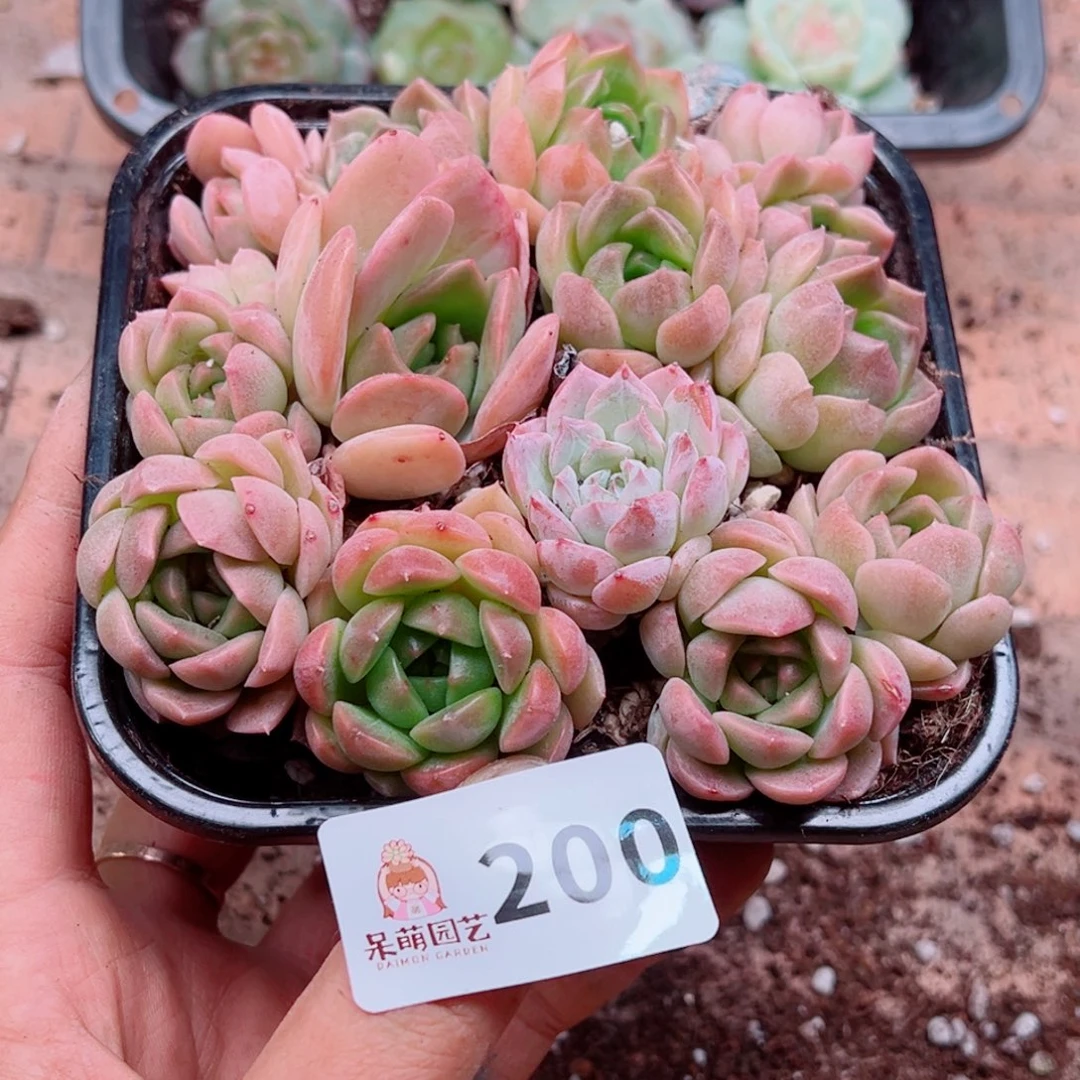 多肉植物多肉植物