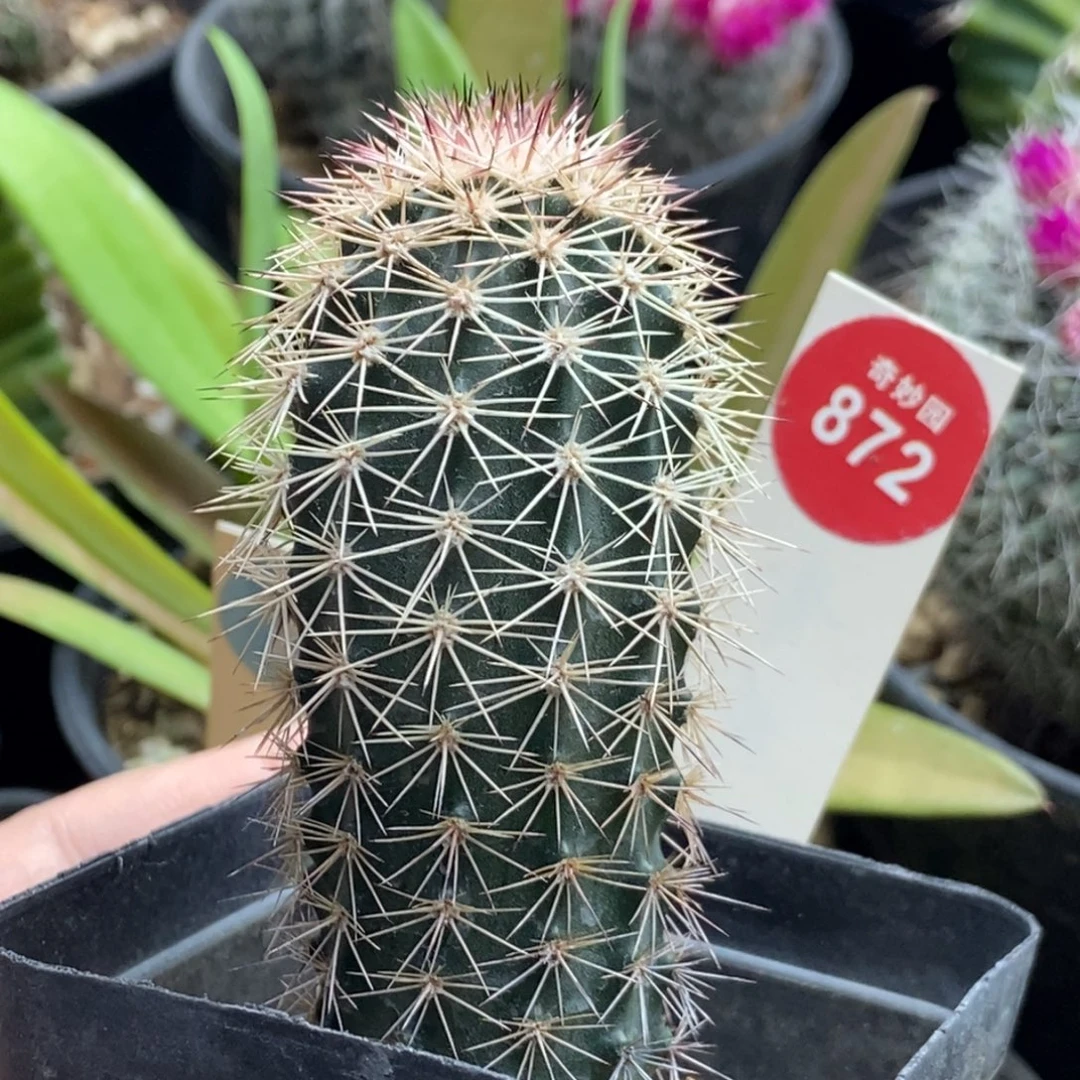 实生御旗虾一棵仙人球