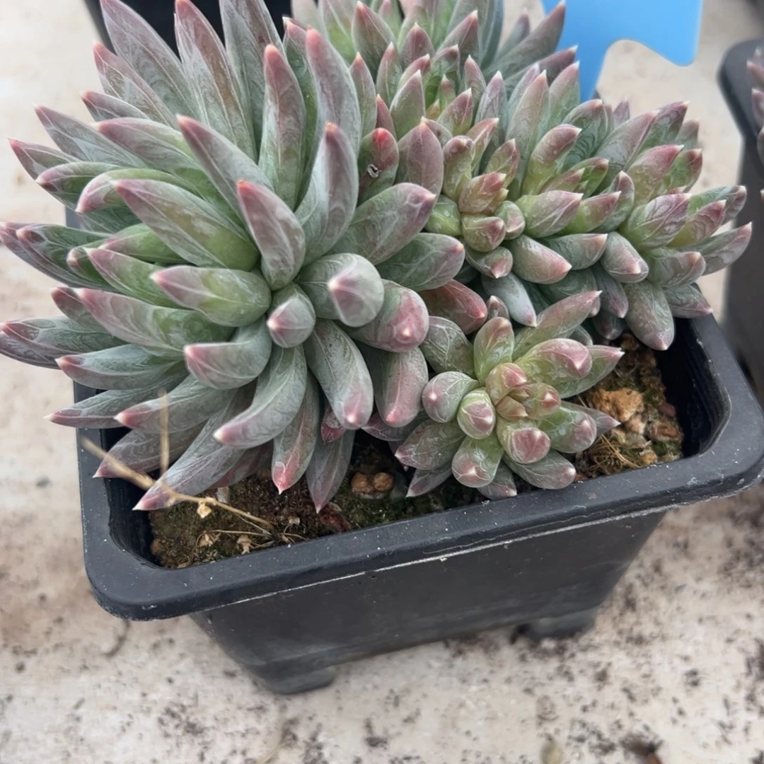 素*350126-42炫彩星