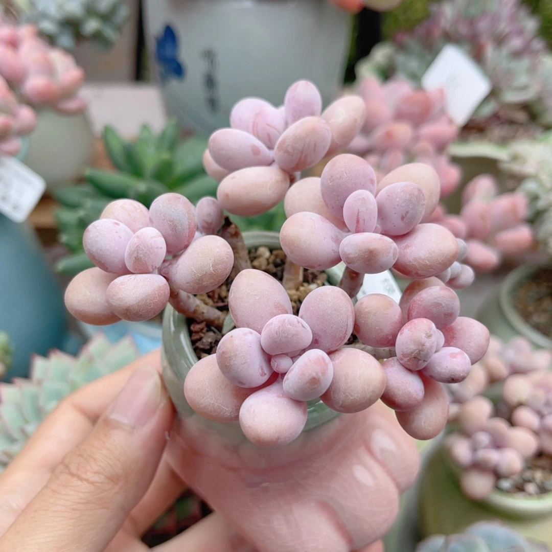 133 桃蛋 带陶瓷盆发货 一物一拍