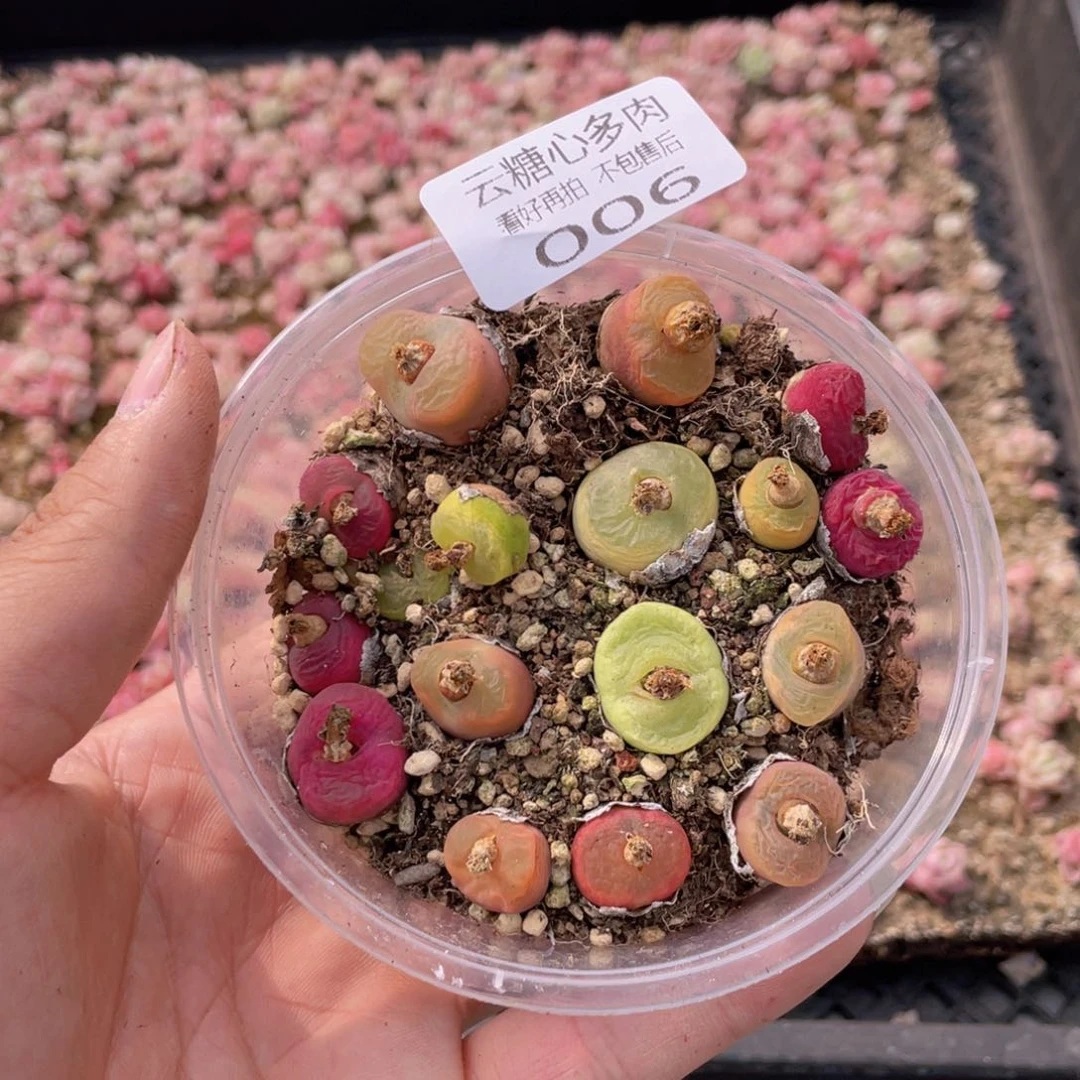云糖心多肉植物006