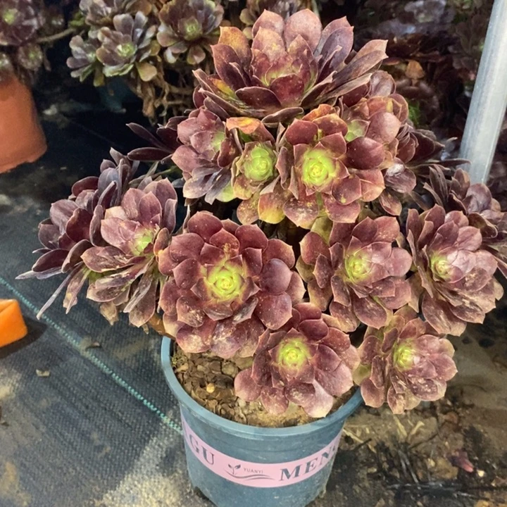 黑骑士多肉植物124