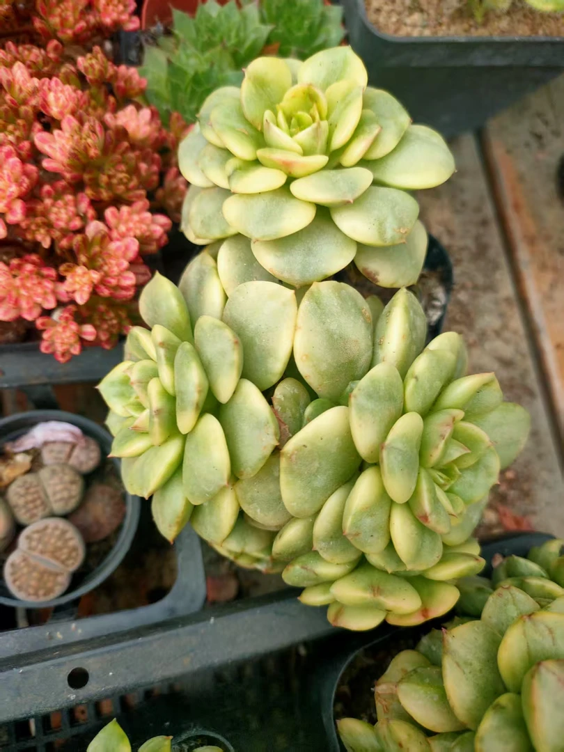 蜡牡丹锦2棵装精品多肉植物