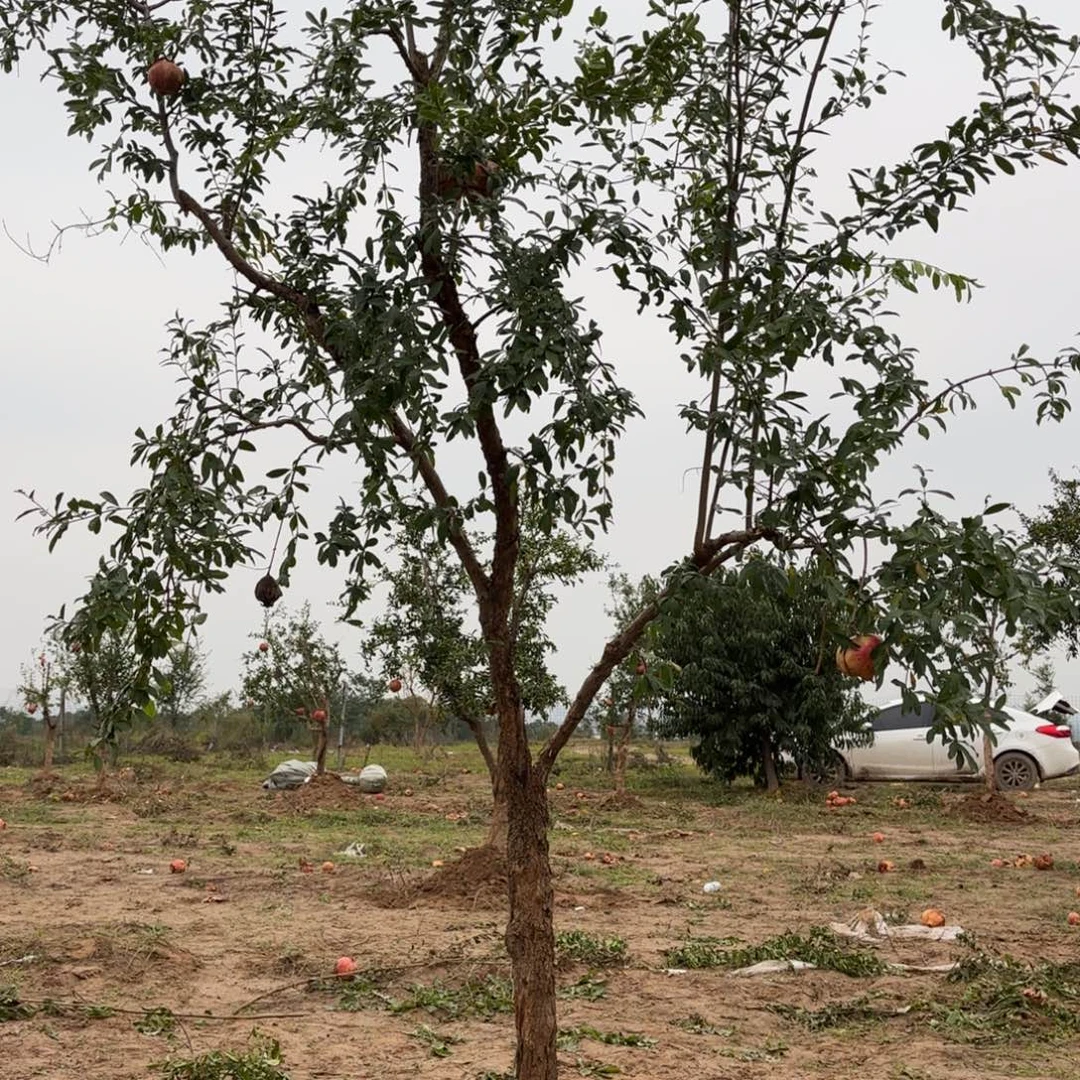 平***安完全开放石榴树888888