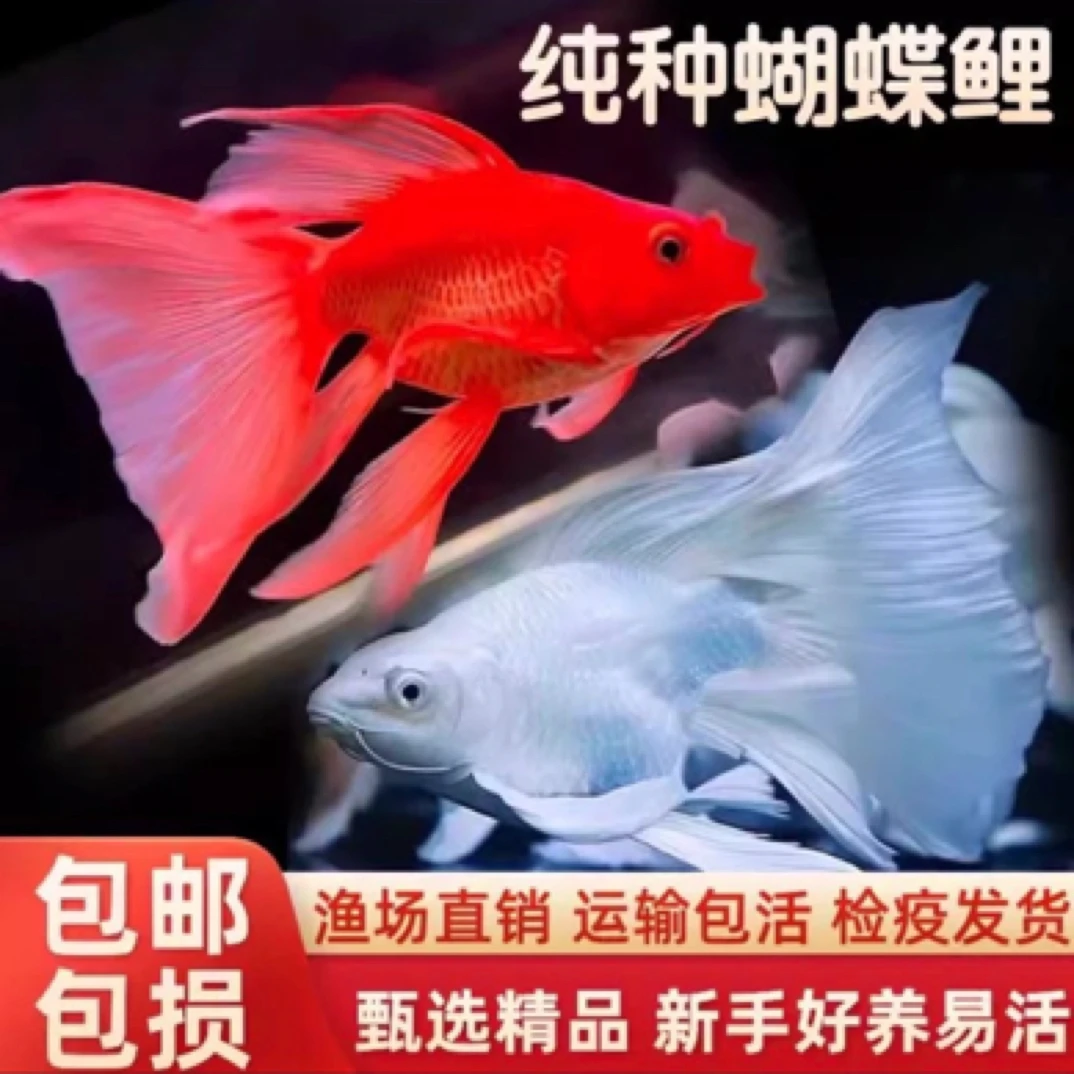 10-15cm 球体蝴蝶鲤