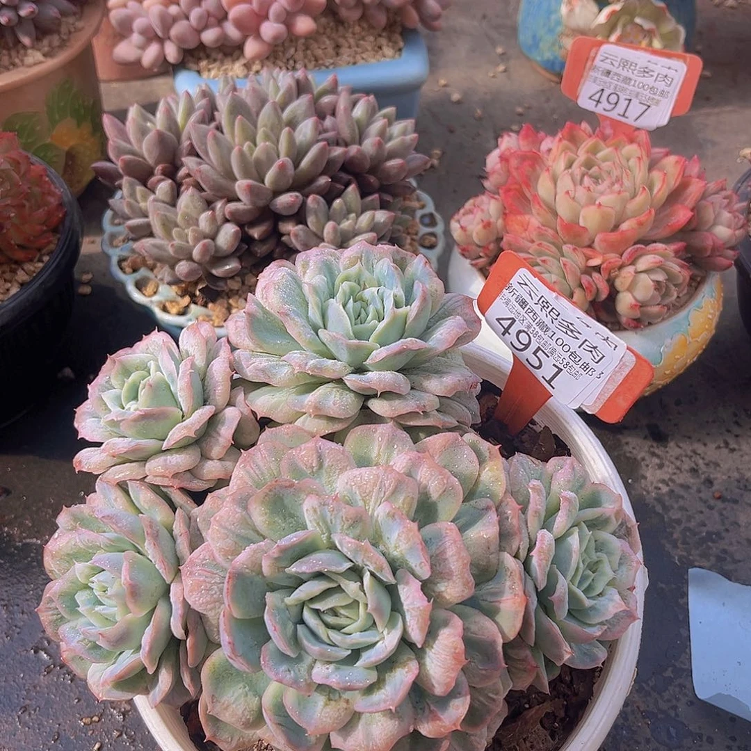 4951泡泡纱裙多肉植物