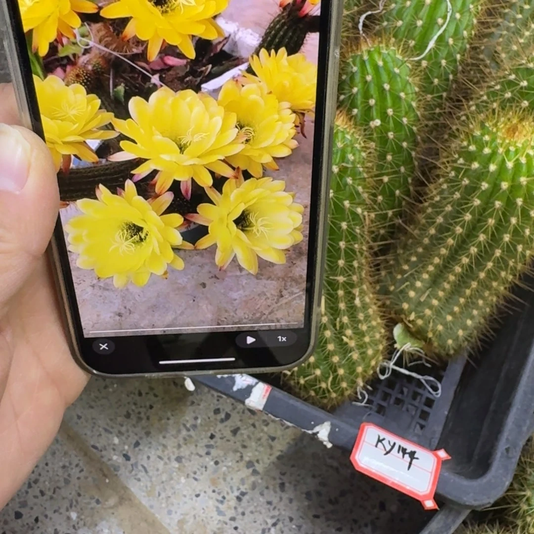 253毛花柱Ky 1444歪无根侧牙10公分左右，20包邮