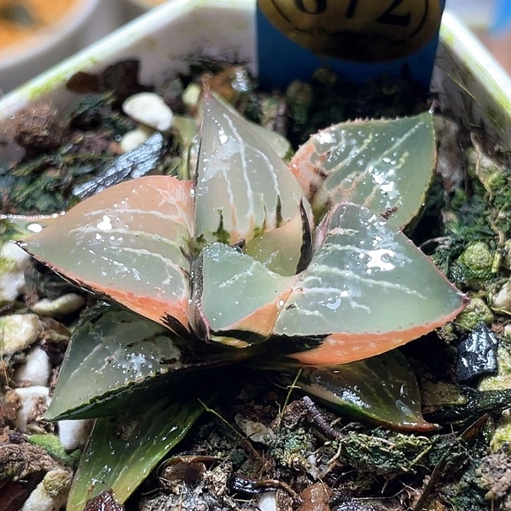 872酒吞锦特选福利