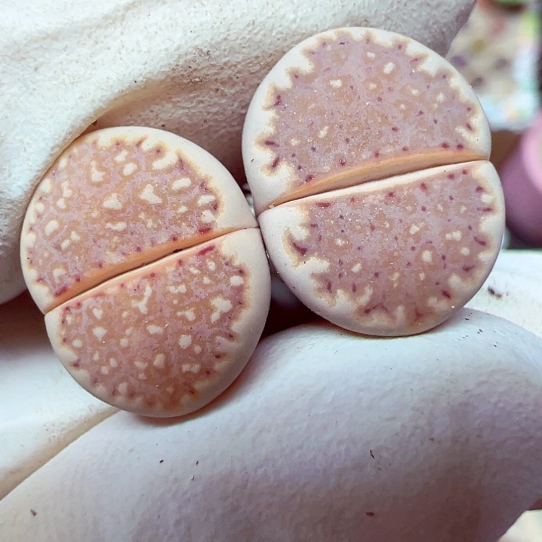 精致优秀的肉肉801-35