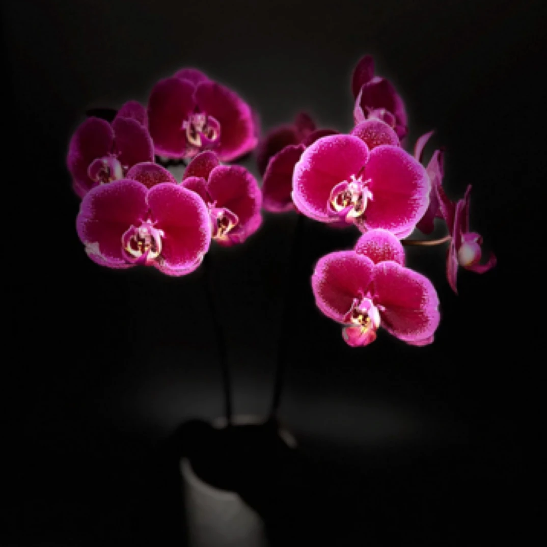 蝴蝶兰 天后一号带花带花苞