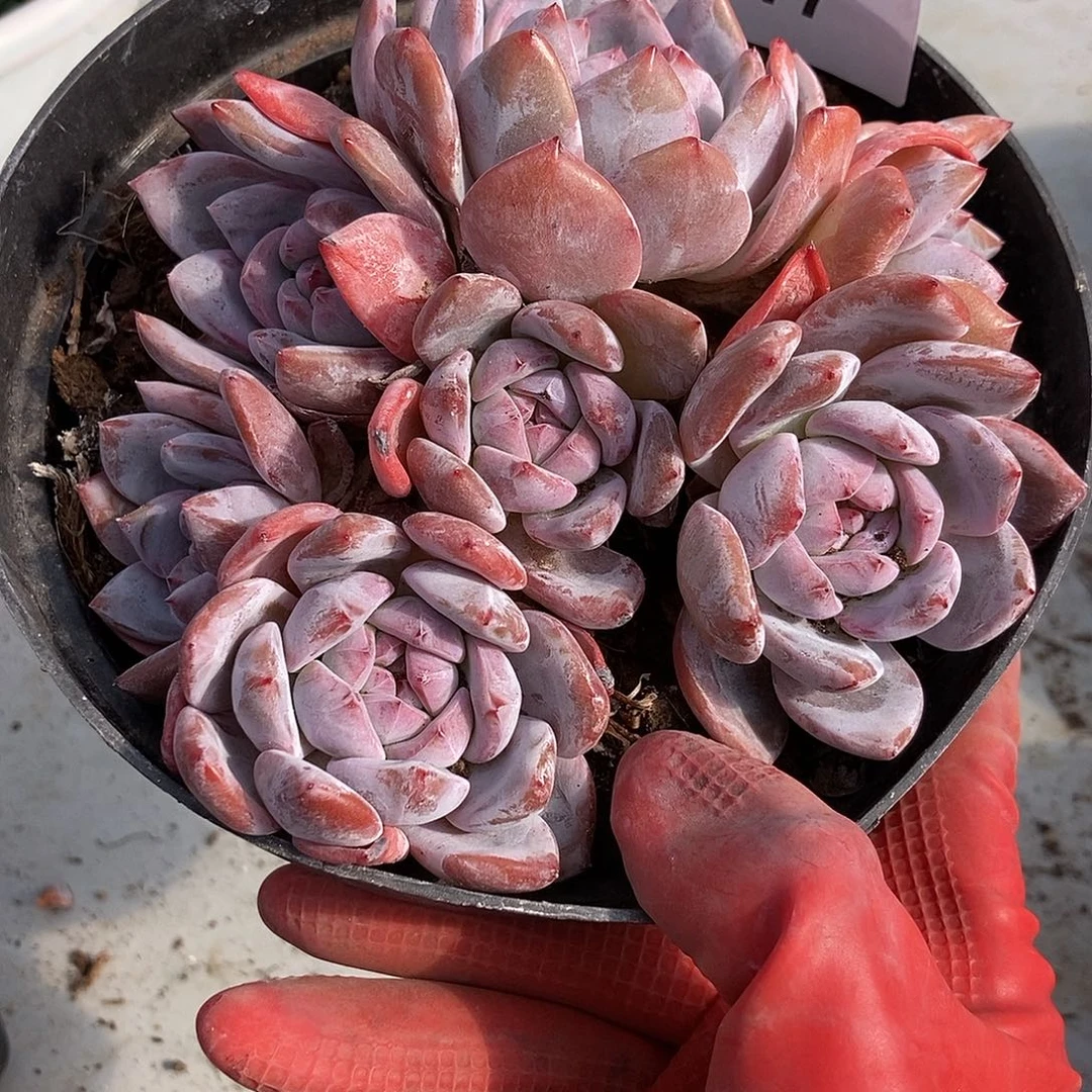 77突尼斯一物一拍多肉