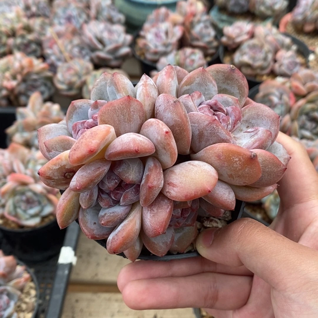 四头红皮红心小包子