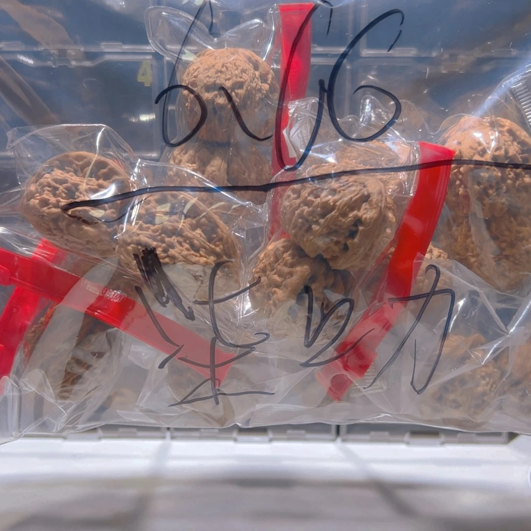 柒***叻文玩核桃把件不退不换