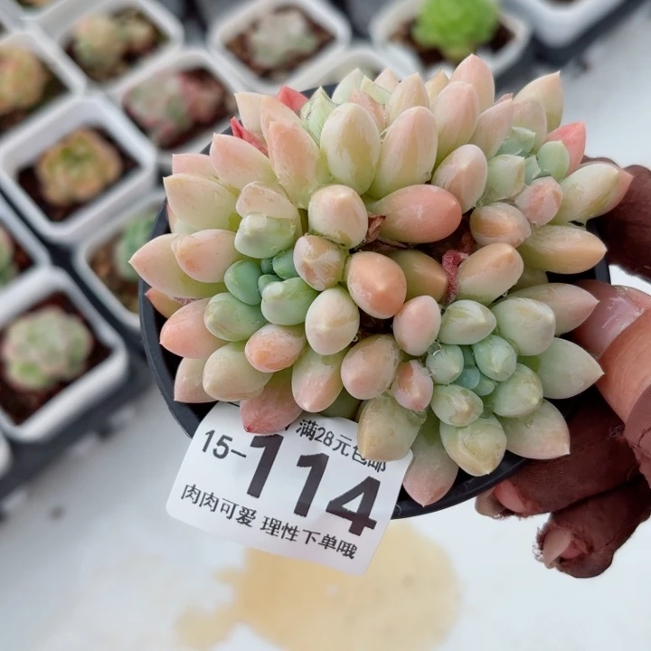 星空美人无盆土发货多肉多
