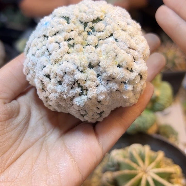 71号花园兜无根7公分平切