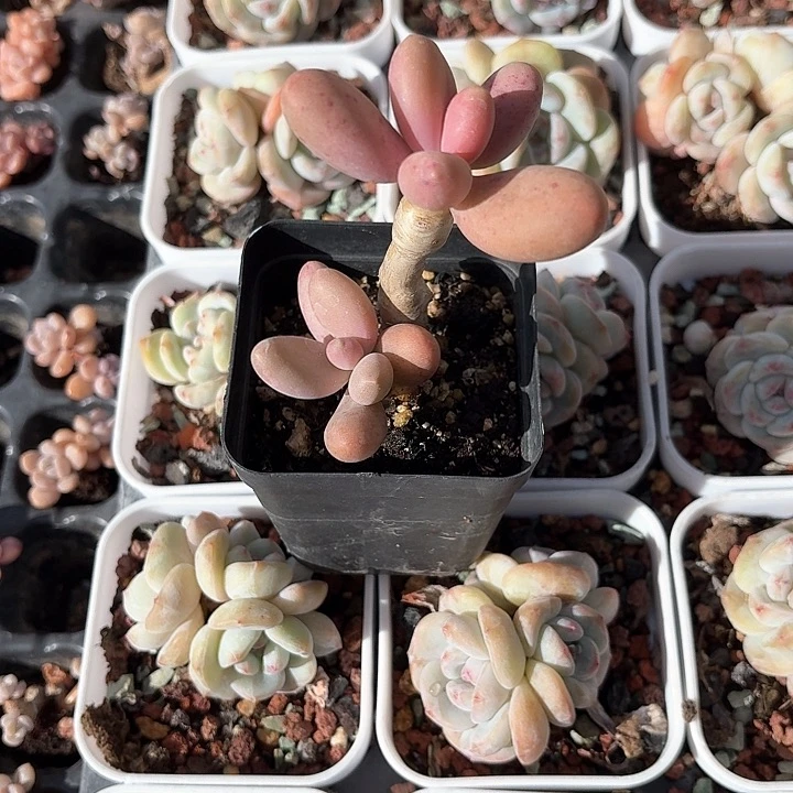 一**一c n x xi j za bu jv 442