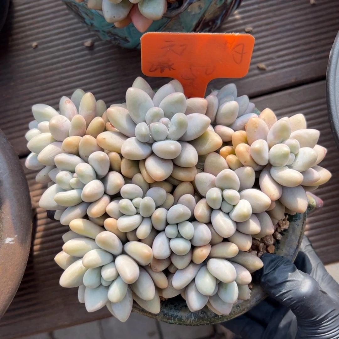 粉恋111111111111111