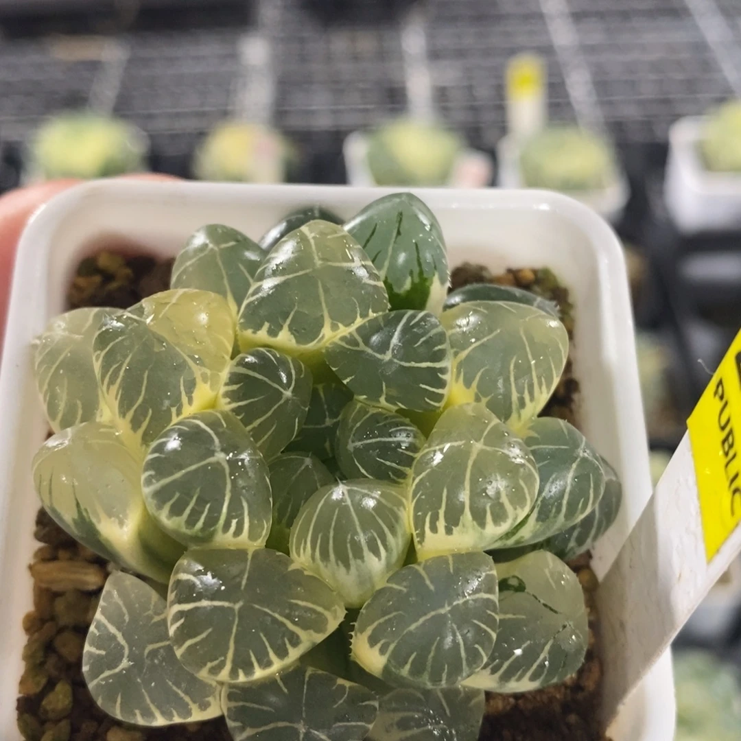 不开花植物232实生玉露十二卷多肉