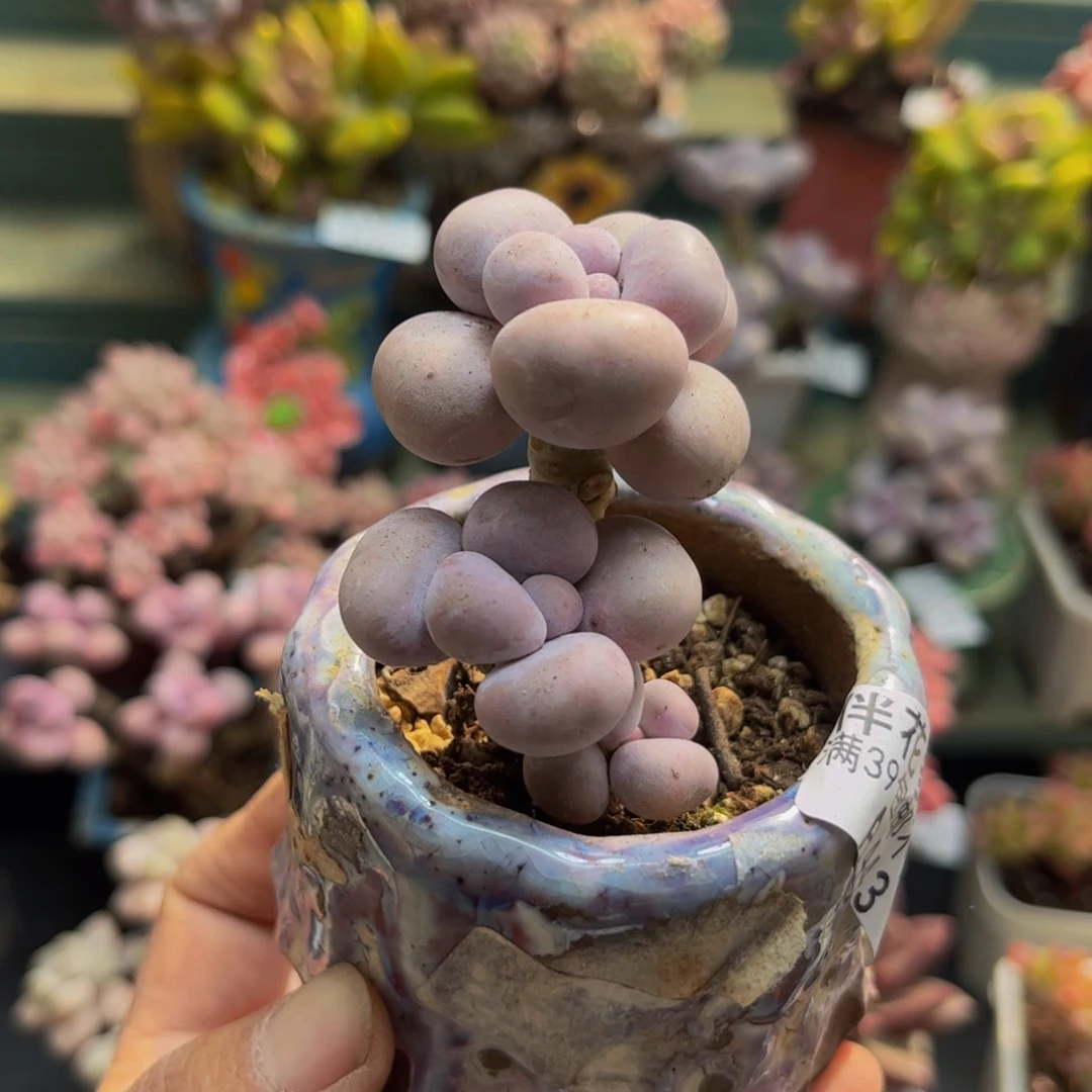 443芭比奶酪4cm多肉