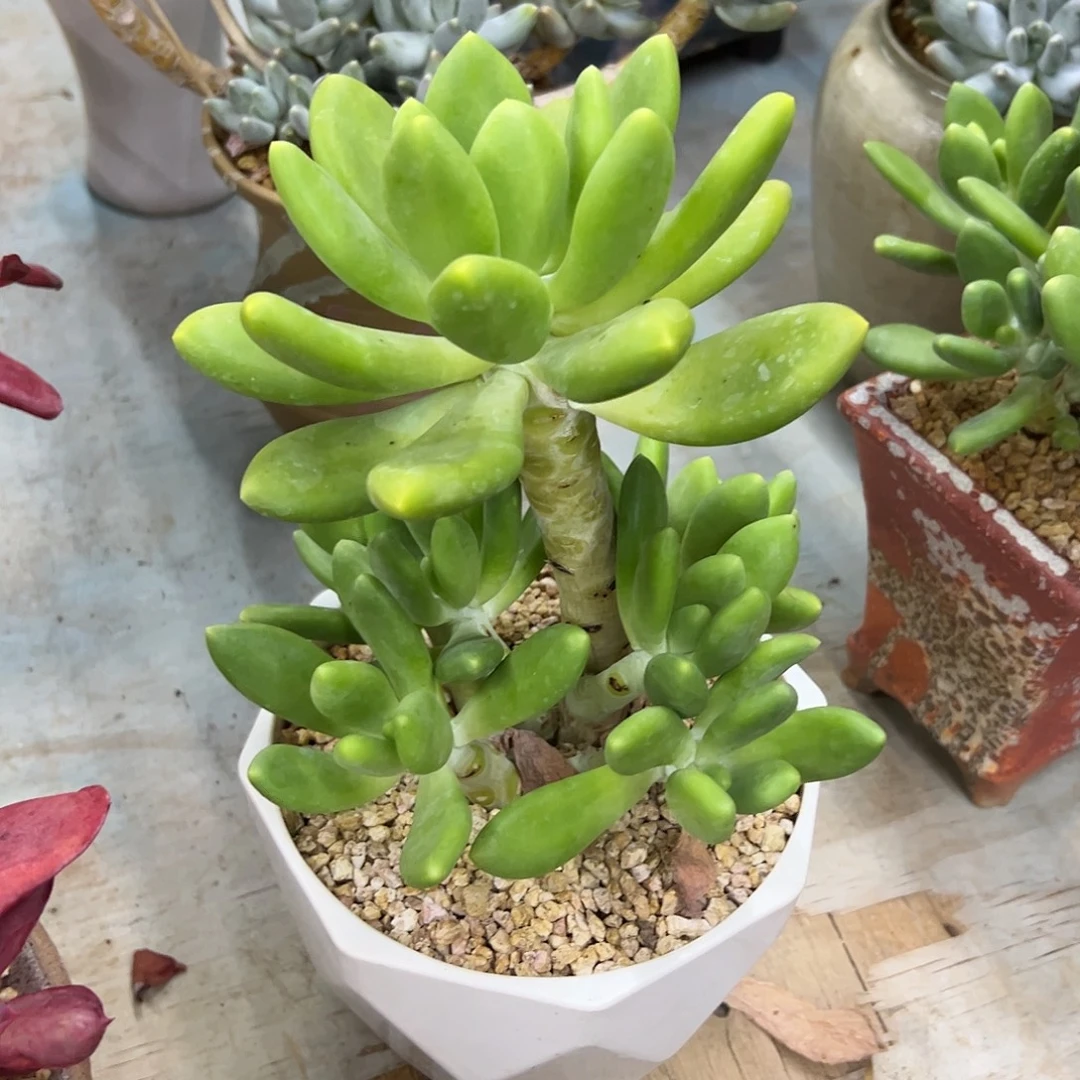 金蟾18 零零多肉植物