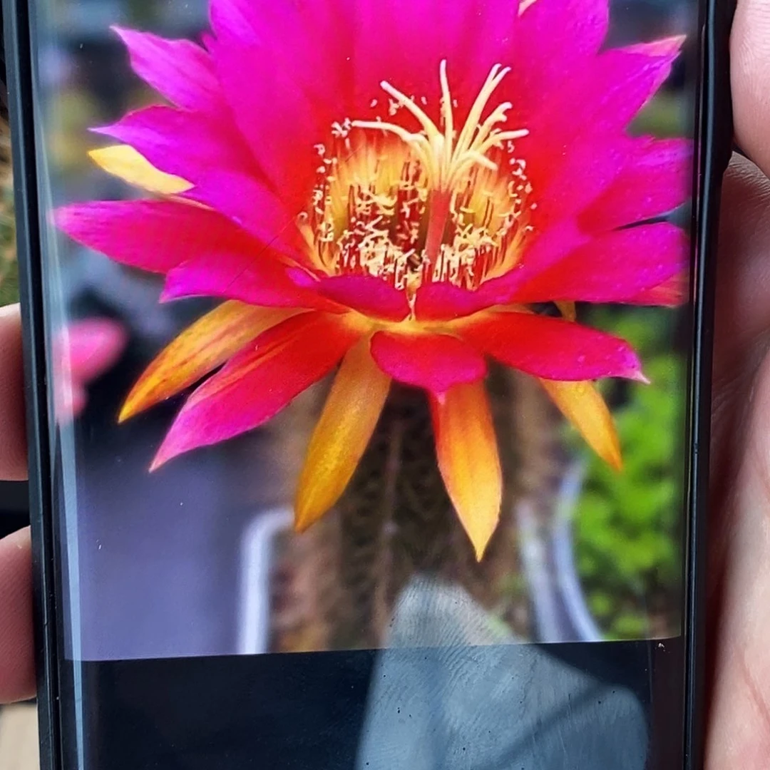 毛 绍德尔星侧芽歪20包邮/9公分