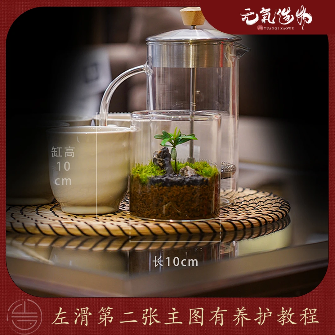 【雾隐】小树—罗汉松真石成品真植物【尺寸：10*10】