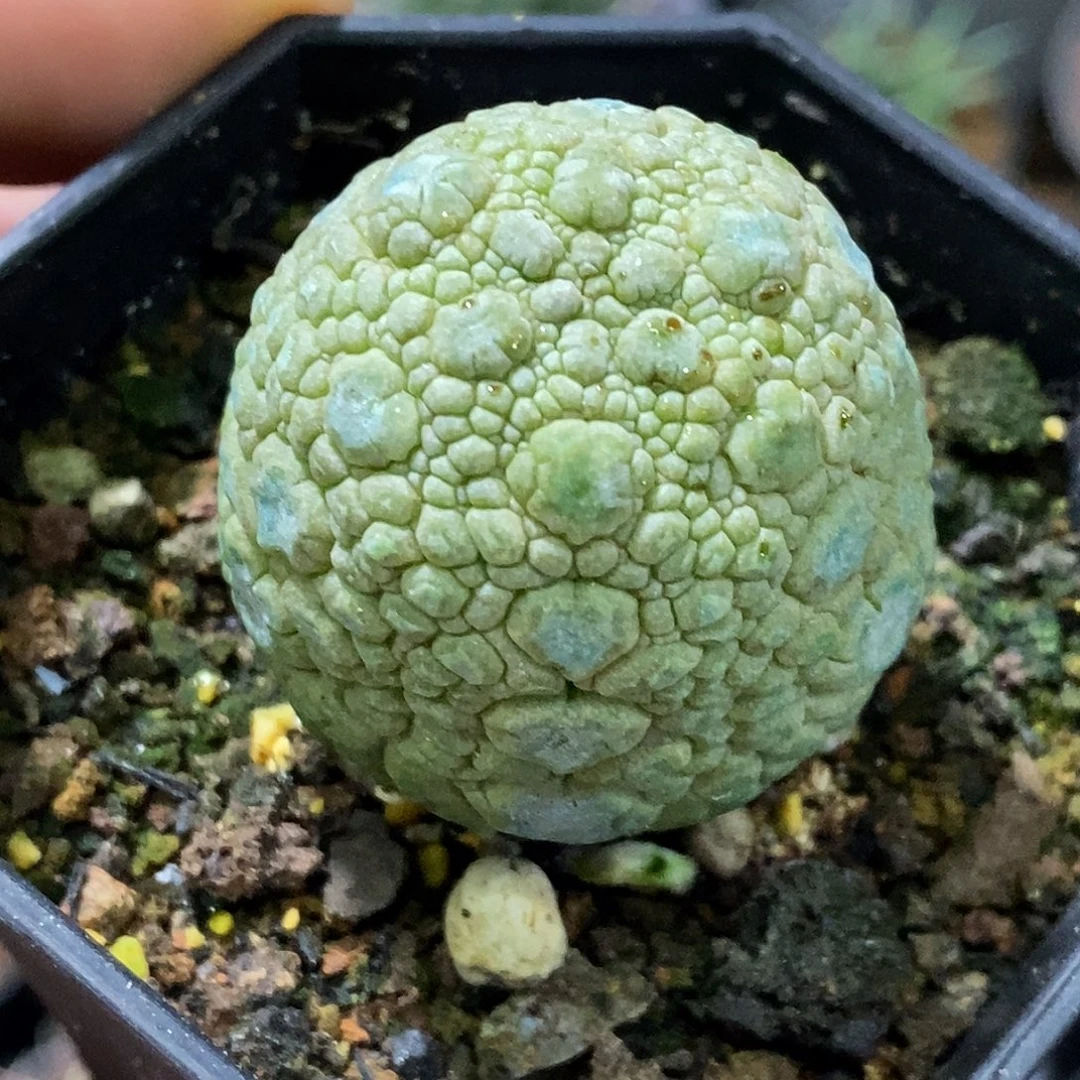 孤品实生特选株大尤凝蹄玉3.7cm