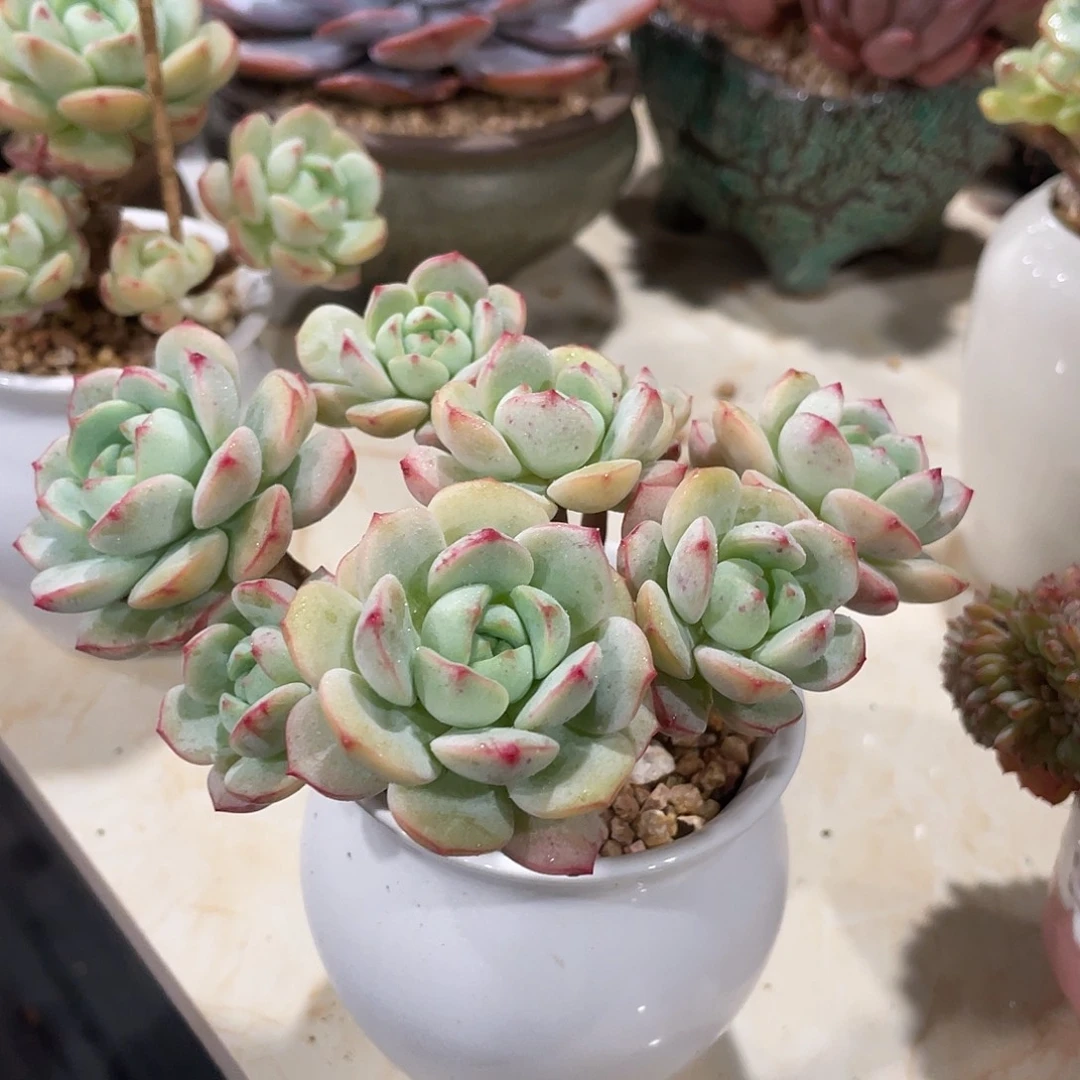 脱衣发货香草一颗