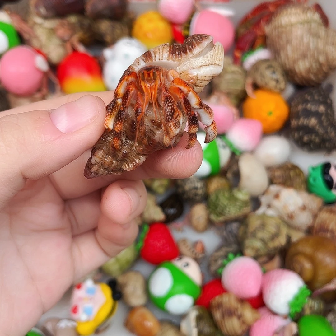 陌派甄选寄居蟹0587