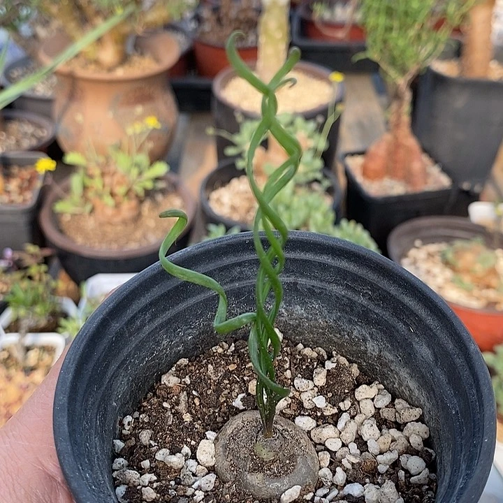 837钢丝弹簧草一一一一