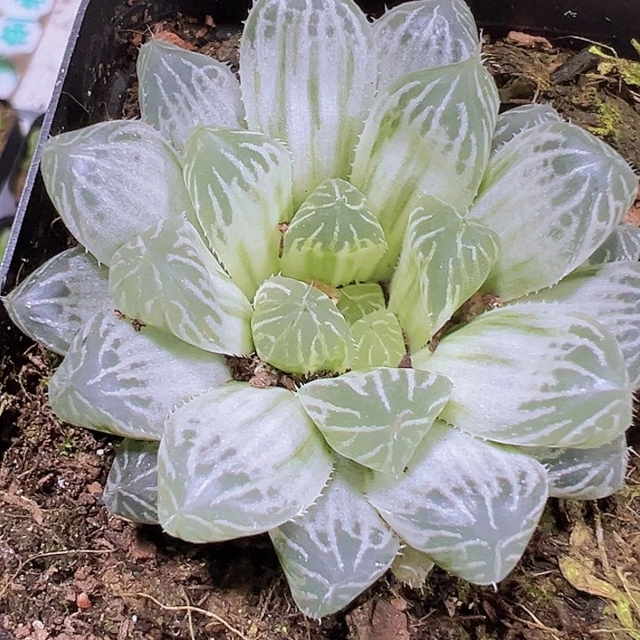 白斑雨露19包邮多肉植物