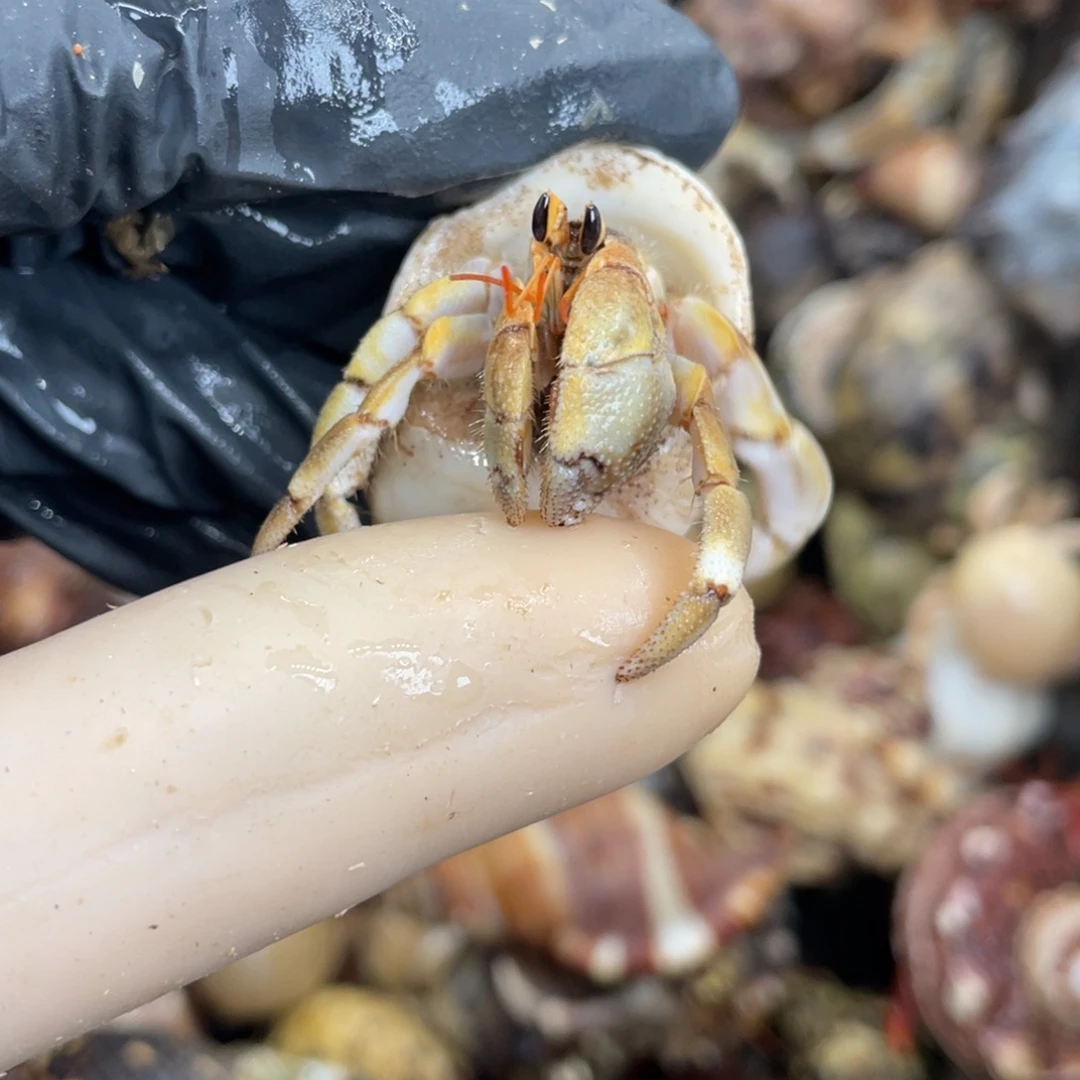 活体宠物不退不换66