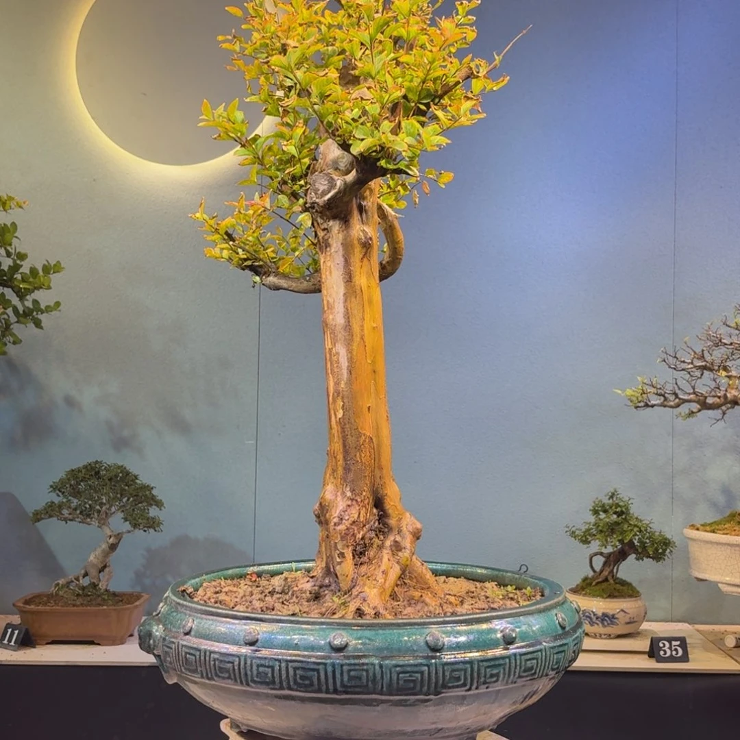 水***头无花朵紫薇盆景一物一拍