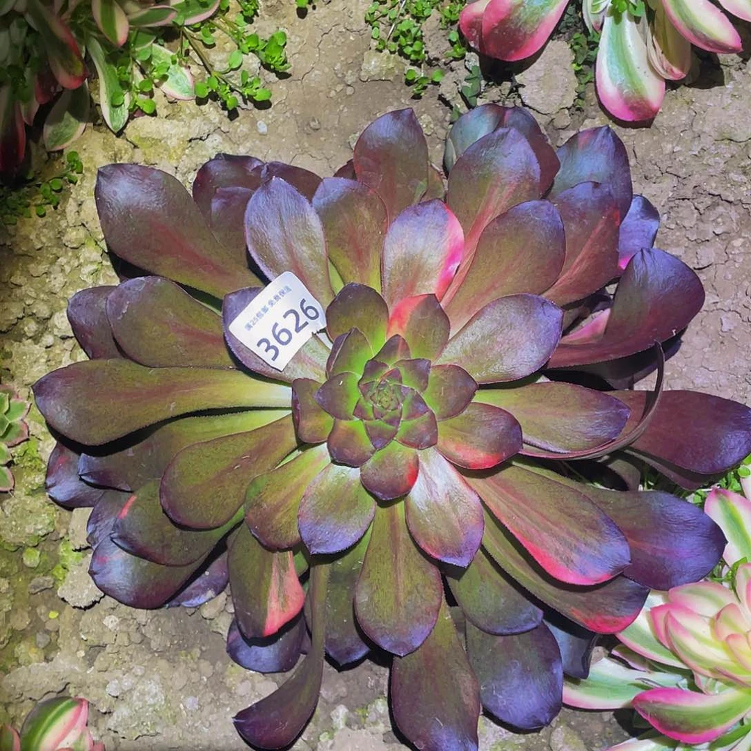 3626巫毒七彩多肉植物