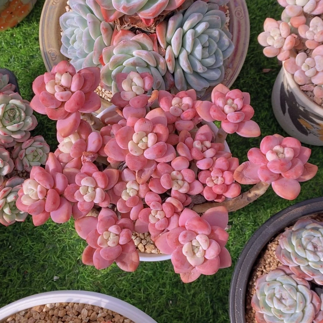 粉洛神 一物一拍