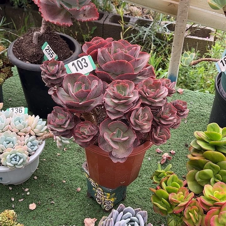 九**柏秀妍多肉植物103