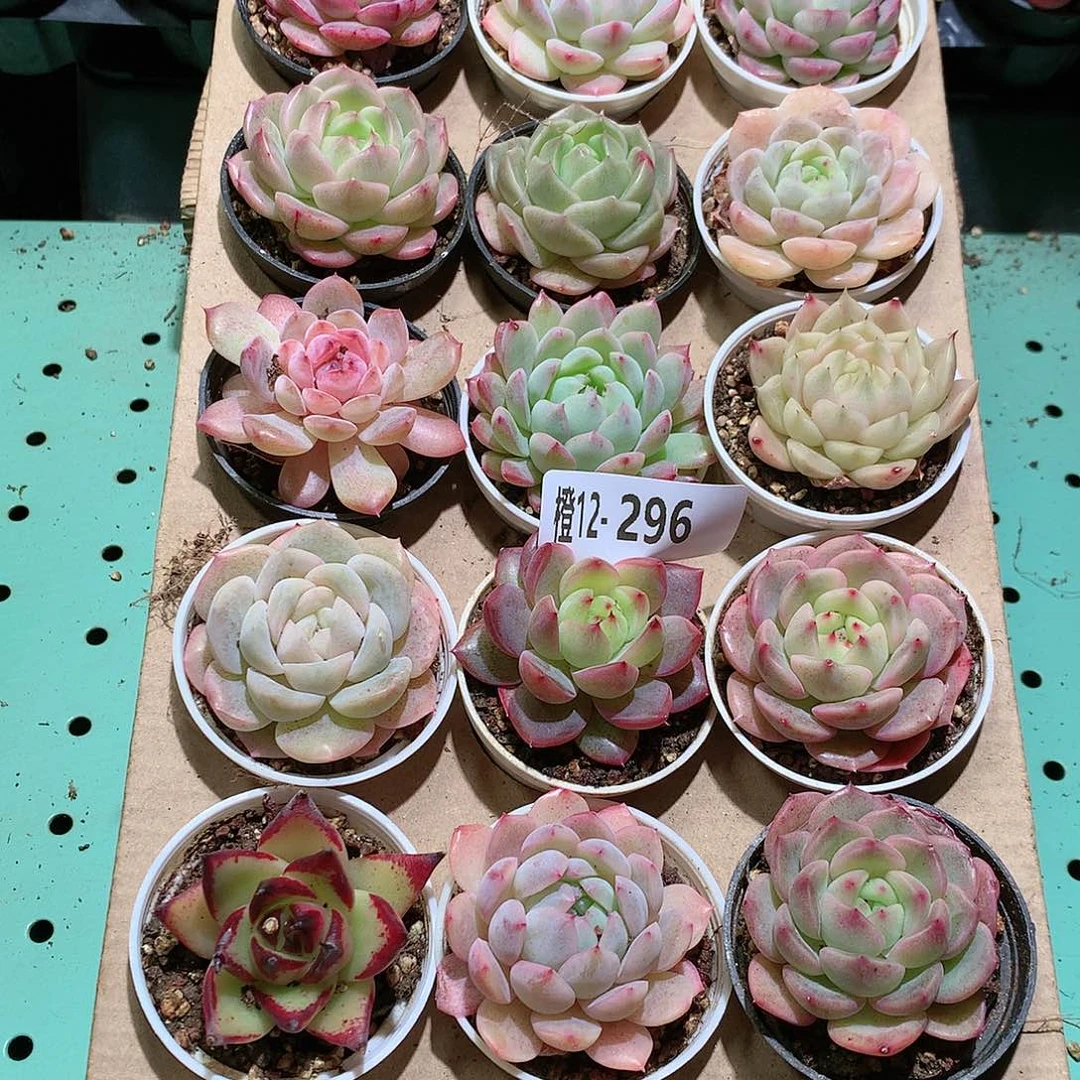 12-296一物一拍带盆18颗