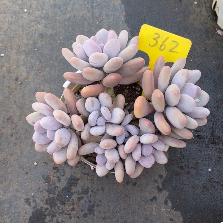 桃美人多肉植物3 6 2