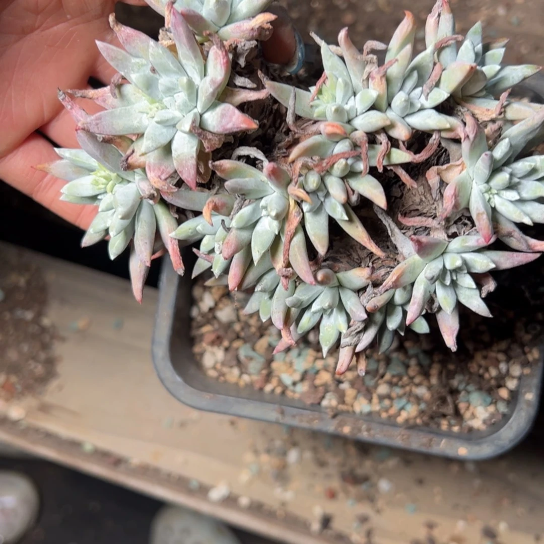 2367级哈哈哈哈哈哈哈哈