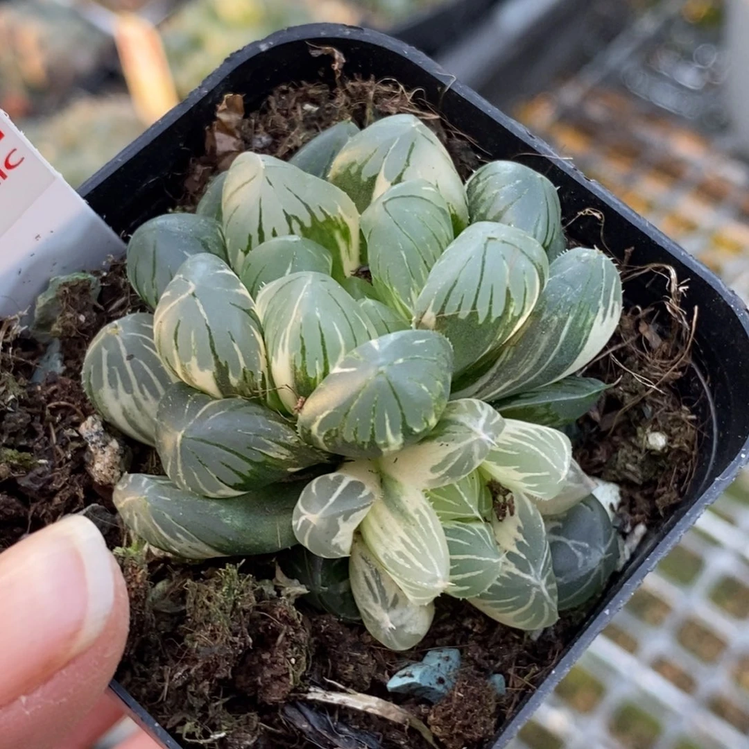 R***c601地泉玉露锦一物一图