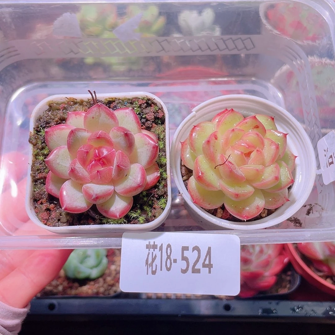 花利美18-524珍妮2颗