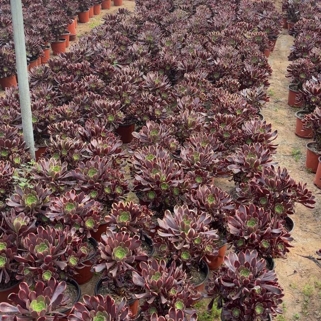 欧嘉莉9.9法师多肉嫩