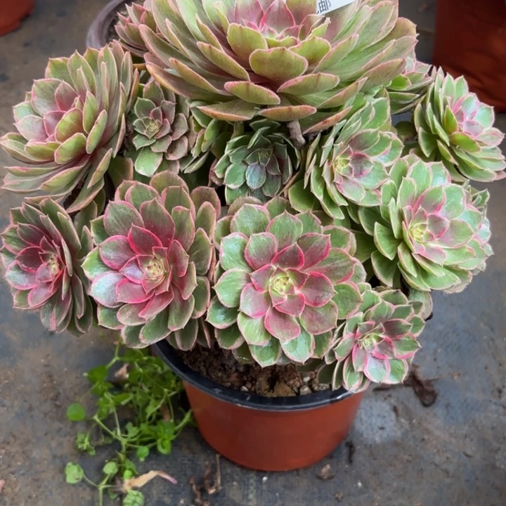 瑞妈多肉园艺209莲花座，
